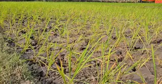 অনাবৃষ্টিতে পঞ্চগড়ে ব্যাহত হচ্ছে আমন চাষাবাদ
